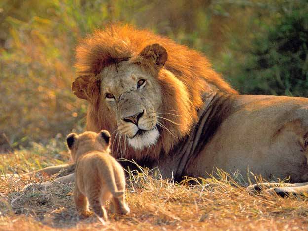 Crítica situación: los últimos cuatro mil leones Apenas quedan ...