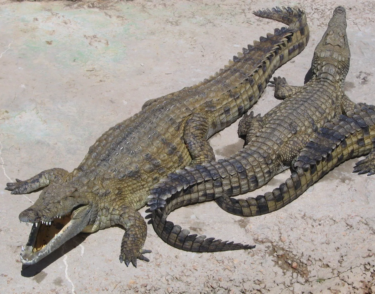 los crocodilidos crocodylidae son una familia de sauropsidos reptiles ...