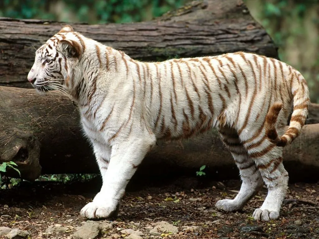 Crónicas del reino animal...: El Tigre Blanco