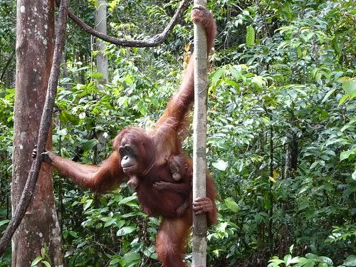 Crónicas de un viaje a Indonesia 4: Orangutanes en Borneo