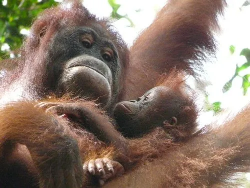 Crónicas de un viaje a Indonesia 4: Orangutanes en Borneo