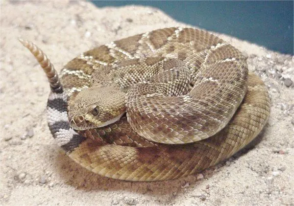 Crotalus ruber - Wikipedia, la enciclopedia libre