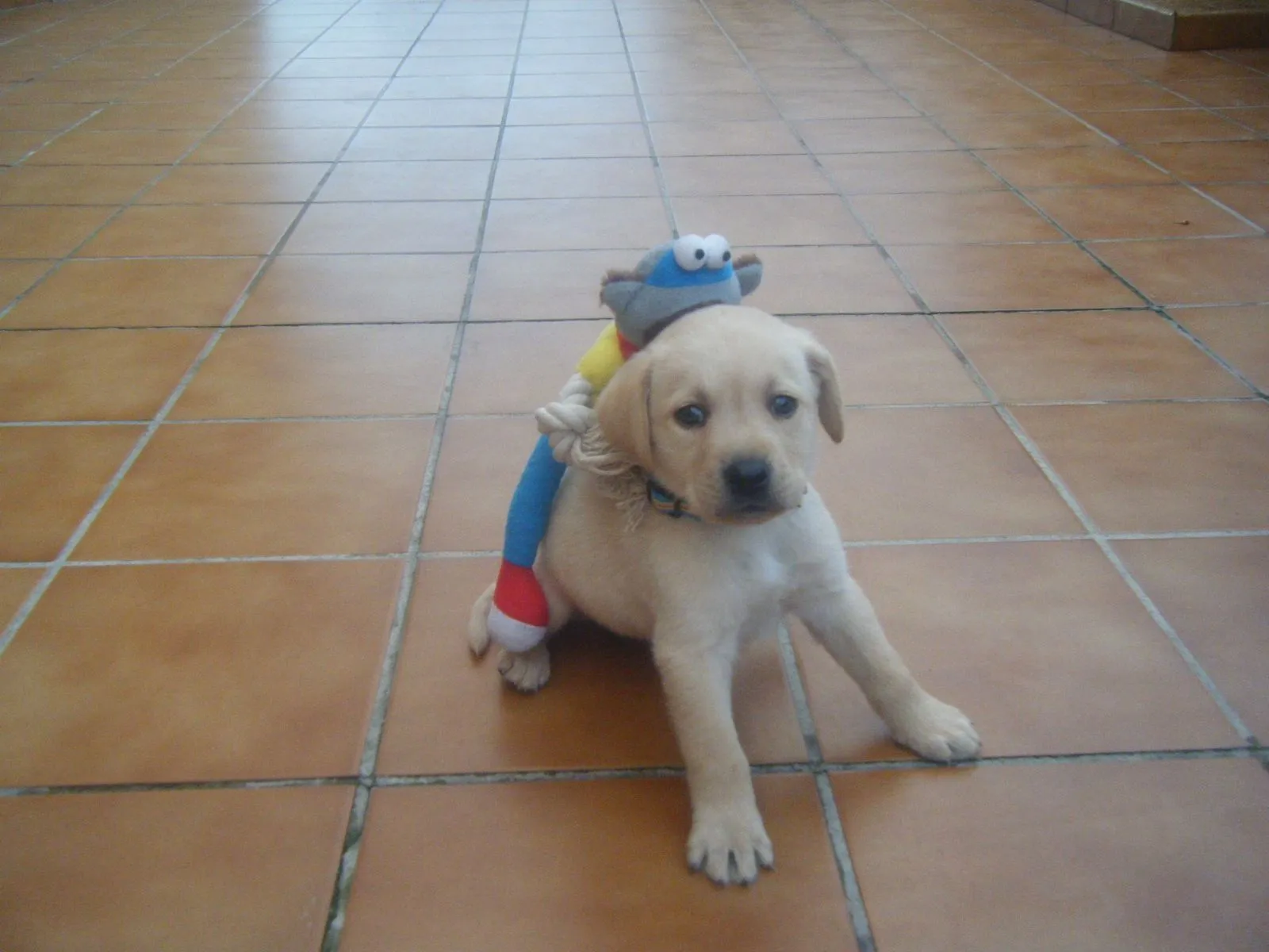 Cruces y montas de perros y otras mascotas. Cruzar perro y mas ...