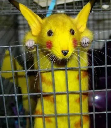 Crunchyroll - Forum - A Real Life Pikachu Discovered?