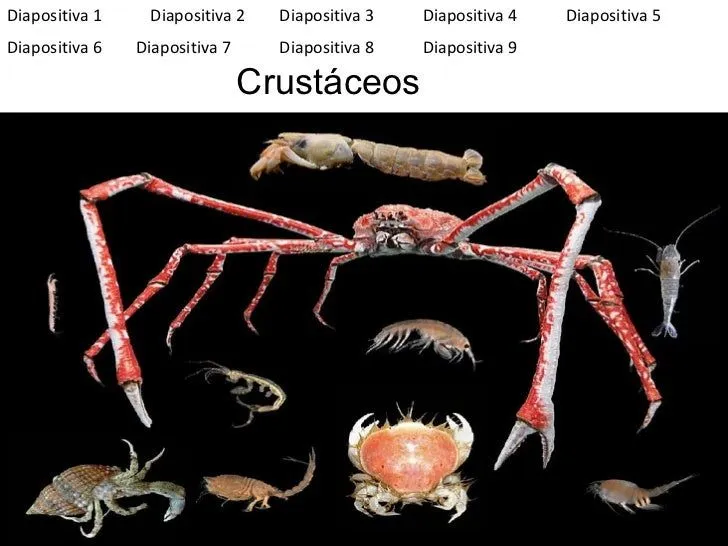 los Crustaceos