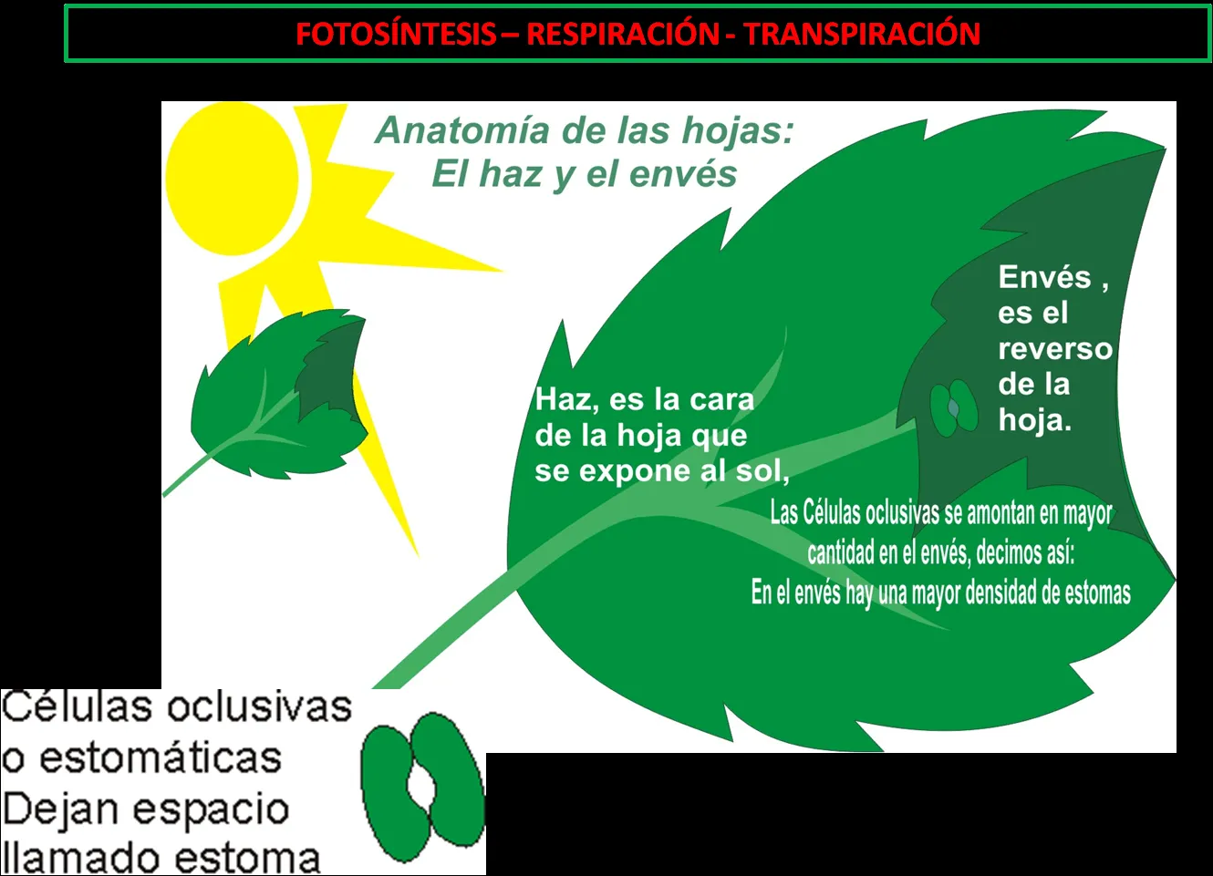 CTA con el Profesor Sergio: Funciones de la planta