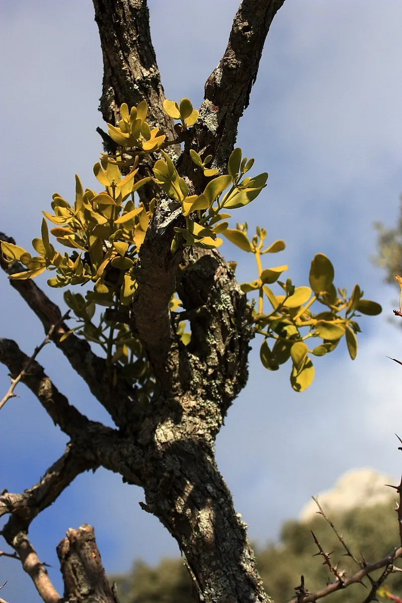 Cuaderno de Campo Payoyo: Primeras Nieves Otoñales subiendo al ...