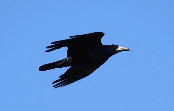 Cuaderno de campo "Aves granadinas": Graja en Motril