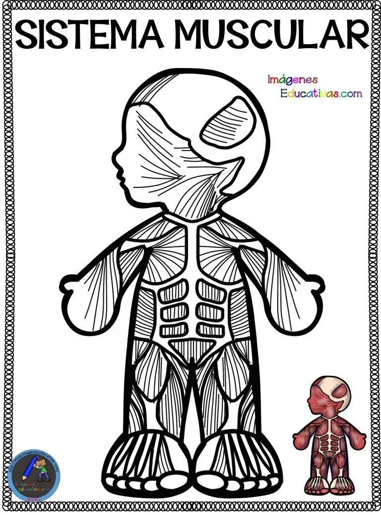 Cuaderno del Cuerpo Humano para colorear - Imagenes Educativas | Sistemas  del cuerpo humano, Cuerpo humano, Aparatos del cuerpo humano