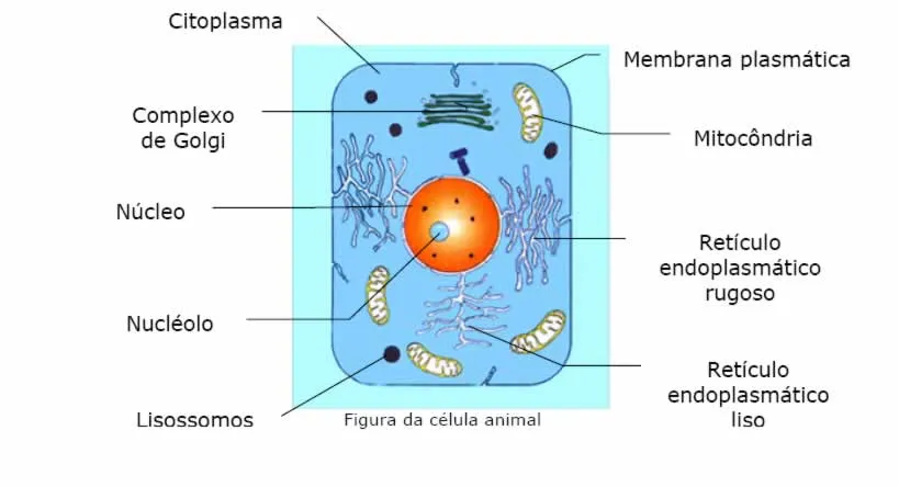 CUADERNO DIGITAL DE YULI ANDREA RAMIREZ: LA CÉLULA ANIMAL