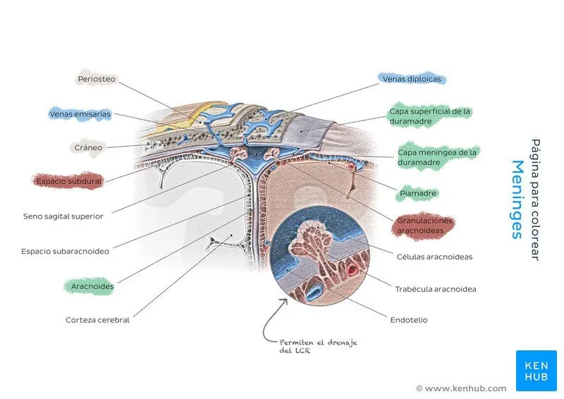 Cuadernos de anatomía para colorear: Cómo usarlos y PDF | Kenhub