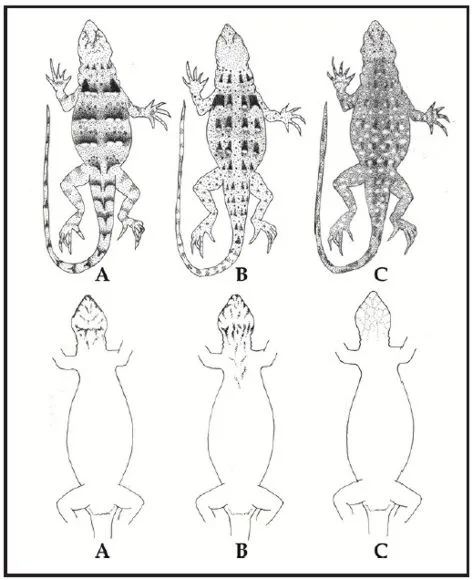 Cuadernos de herpetología - Taxonomía y filogenia de un grupo de ...