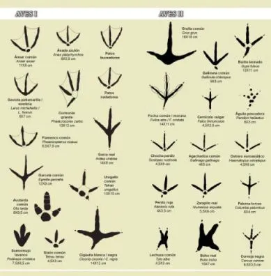 Cuadernos de Naturaleza Tundra: NUEVO CUADERNO: Nº 4. Huellas de ...