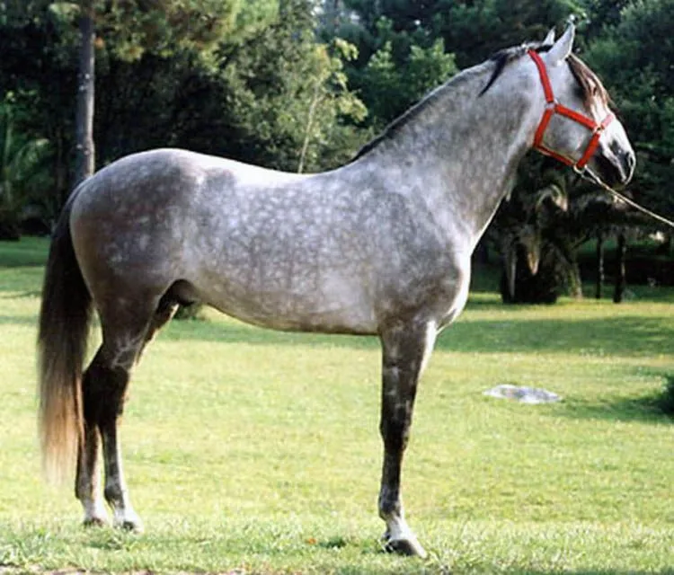 Cuadra de caballos histórica de Pablo Hermoso de Mendoza