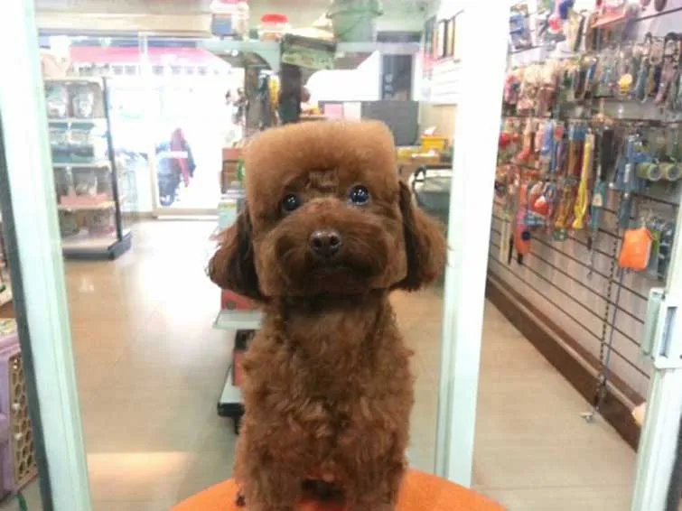 Cuadrados y redondos la nueva moda de Cortes de pelo para Perro ...
