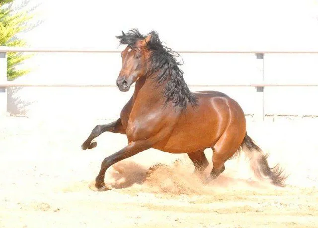 Cuadros de caballos salvajes - Imagui