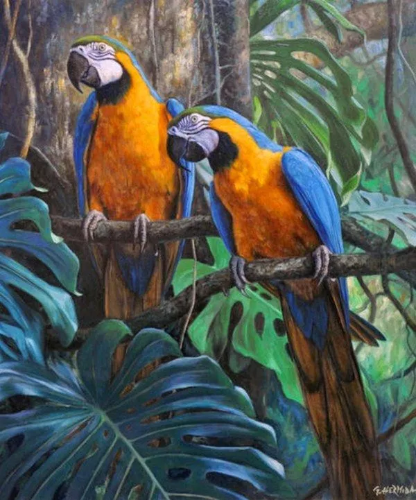 Cuadros de guacamayas al oleo - Imagui