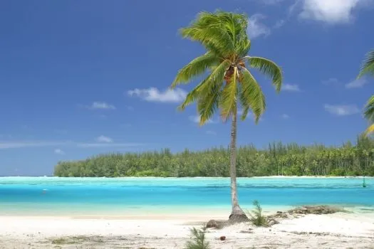 Palmeras en la playa - Imagui