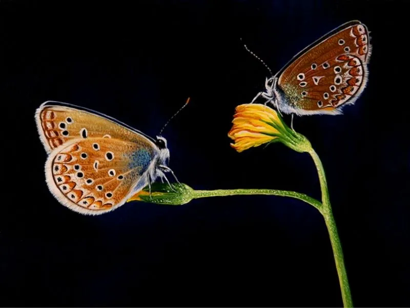 Cuadros De Mariposas Al Leo | Dig Tattoo