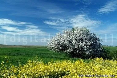 Cuadros del primavera. Árbol en flor | Fotos, Banco de fotos ...