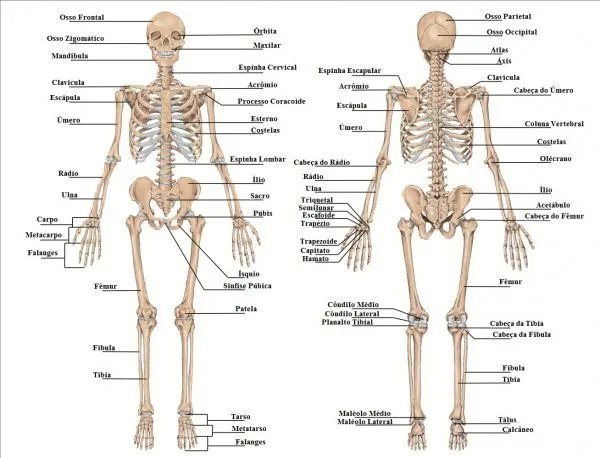 Cuadros sinópticos del esqueleto humano y sus funciones: Imágenes ...