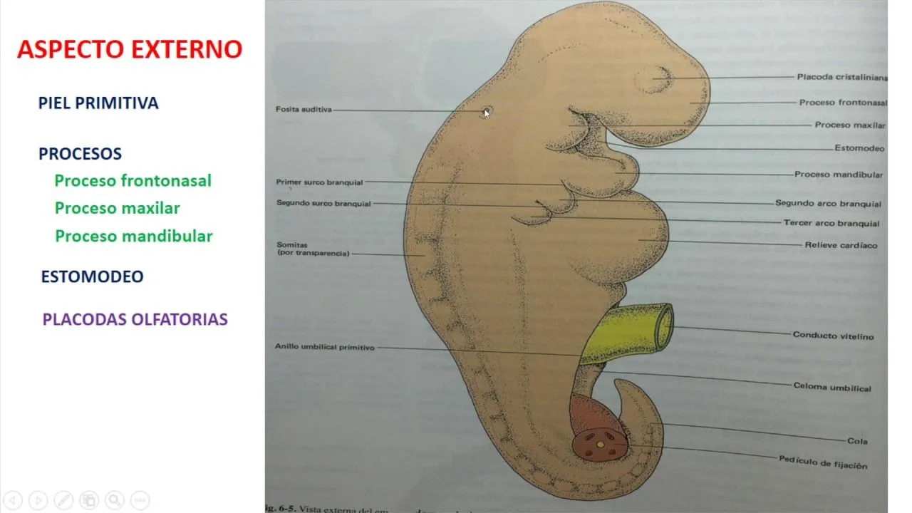 Cuarta semana de desarrollo embrionario 3