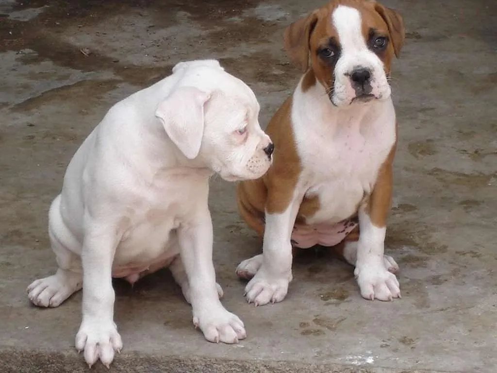 cuarto mes del cachorro | Cuidar de tu perro es facilisimo.