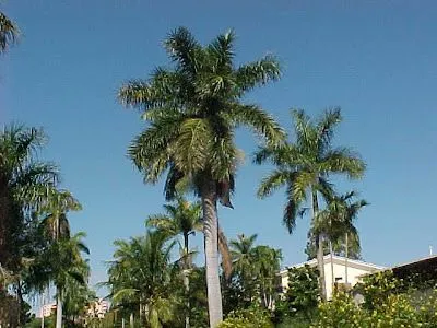 Cuba Journal: Cuba's Palma Real (Royal Palm)