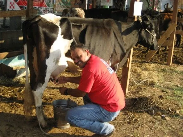 Cuba: mayoría tierras en usufructo dedicadas a ganadería ...