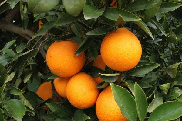  ... , Cuba). Naranja dulce, naranja china (México