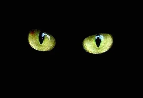 El Cuento de los Martes: El gato negro del DJ Q