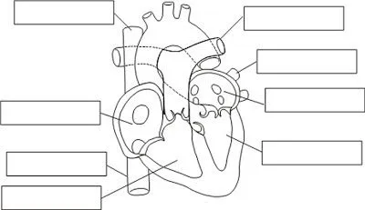 Cuentos de Don Coco: DIBUJO DEL CORAZÓN PARA COMPLETAR Y COLOREAR ...