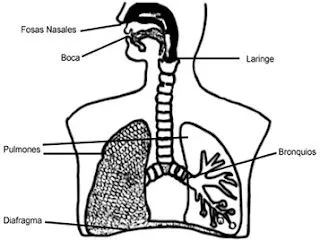 Cuentos de Don Coco: SISTEMA RESPIRATORIO RESUMEN - APARATO ...