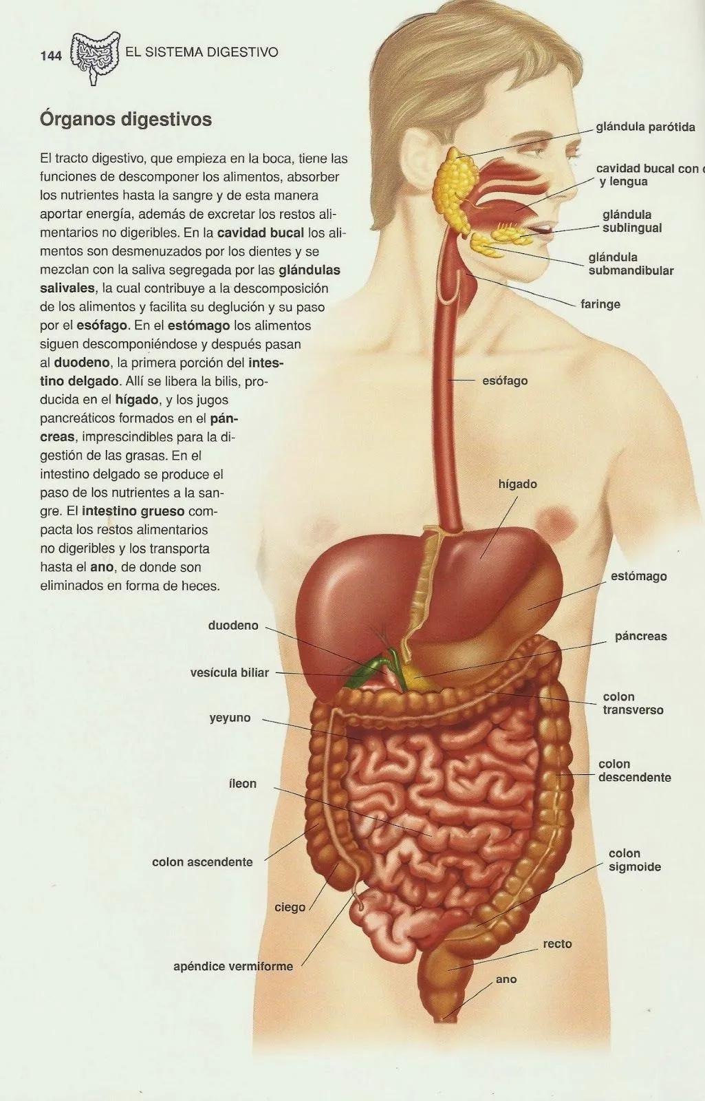 Nuestros cuentos favoritos: El cuerpo humano | Mis Trucos Para Educar