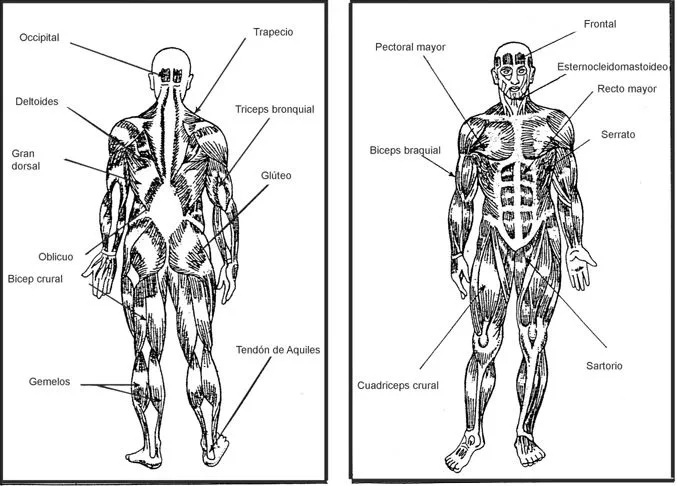 CuentosDeDonCoco.Com: RESUMEN DEL SISTEMA MUSCULAR