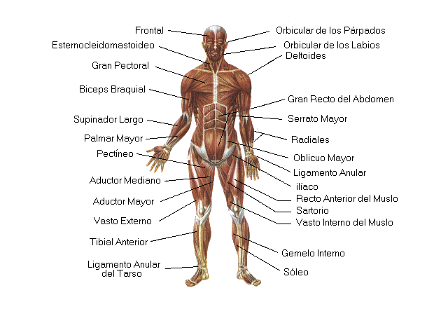 cuerpo | Diccionario de biología
