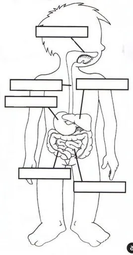 El cuerpo humano