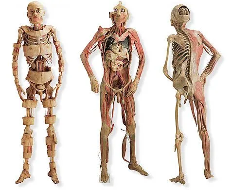 EL CUERPO HUMANO