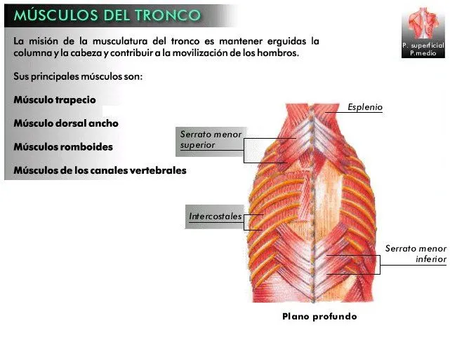 CUERPO HUMANO 02