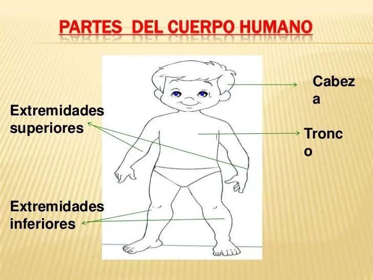 El cuerpo humano