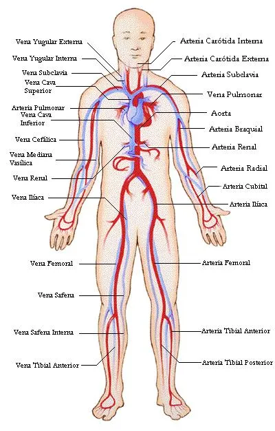 El cuerpo humano