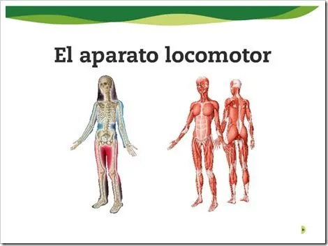 El cuerpo humano 6ºB: El Sistema Locomotor