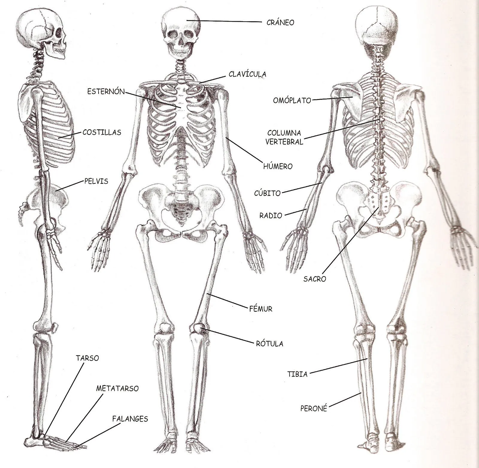 El Cuerpo Humano: Los huesos del cuerpo humano