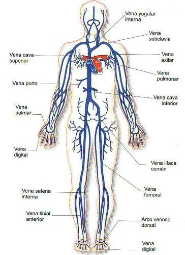 CUERPO HUMANO: APARATO CIRCULATORIO