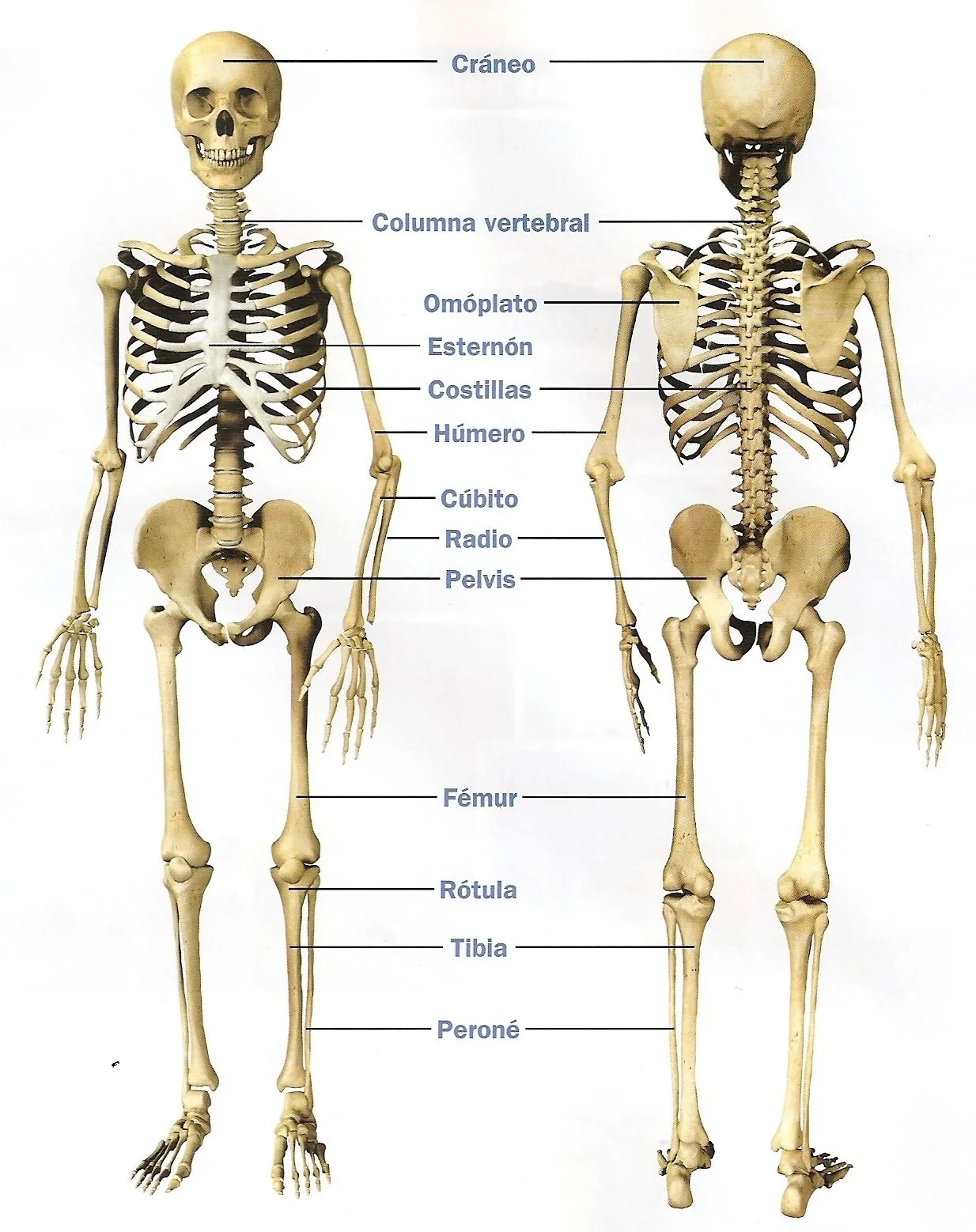 EL CUERPO HUMANO - NUESTRO APARATO LOCOMOTOR