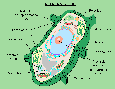 cuerpo humano: LA CELULA VEGETAL