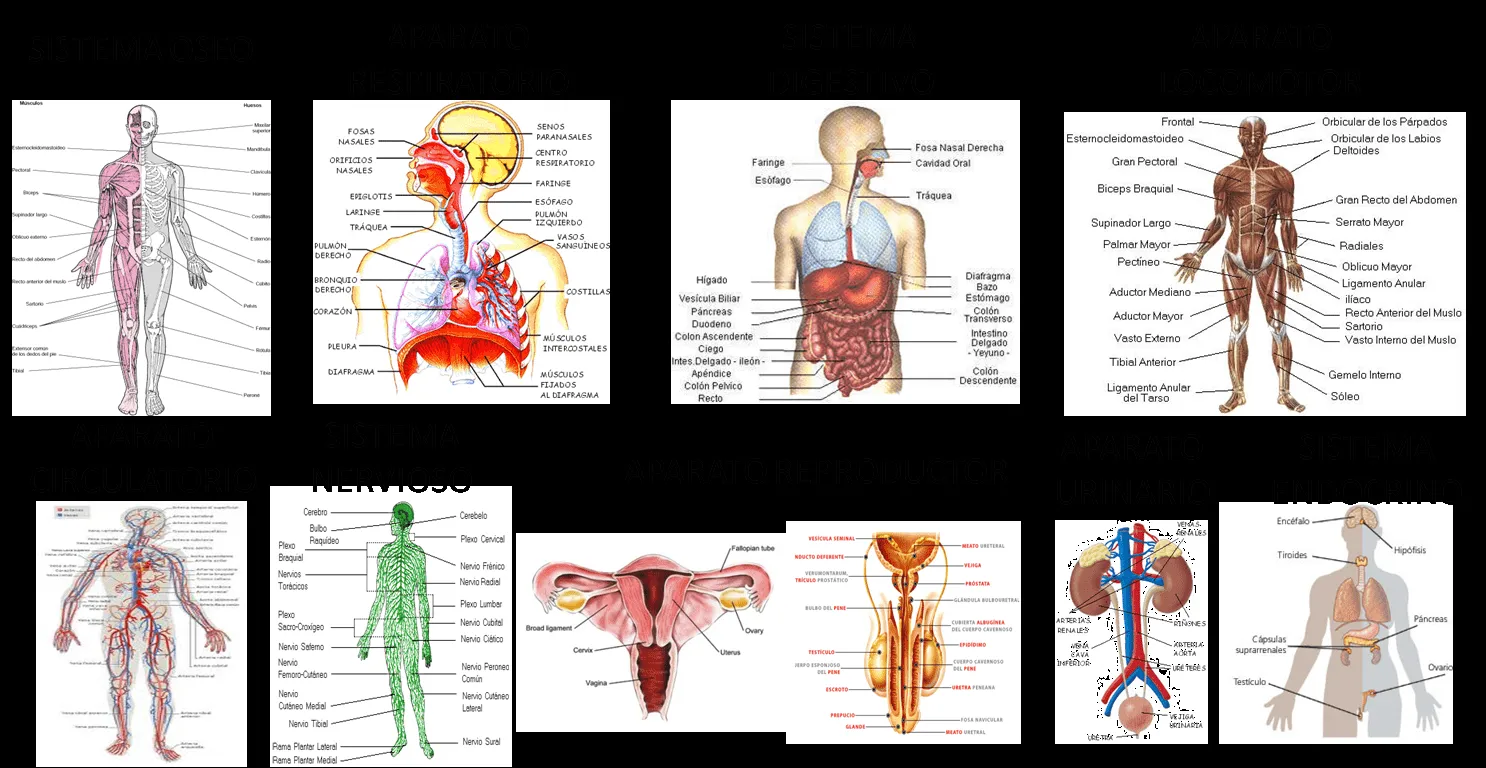 El Cuerpo Humano | LA CIENCIA DE DIOS