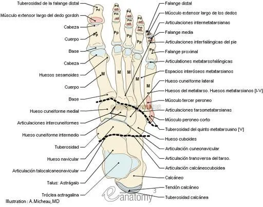 TODO SOBRE EL CUERPO HUMANO: ¿CÓMO SE LLAMAN NUESTROS HUESOS?