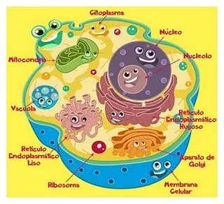 CUERPO HUMANO: DIBUJO DE LA CELULA Y SUS PARTES