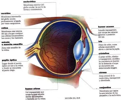 CUERPO HUMANO: DIBUJO DEL OJO HUMANO Y SUS PARTES